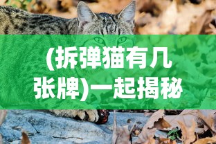 (拆弹猫有几张牌)一起揭秘拆弹猫游戏，详解各类牌具有的数量及其作用