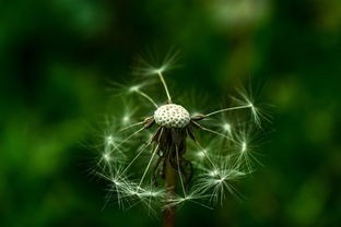 (节气之子是什么意思啊)节气之子，探索传统节气与现代生活的融合