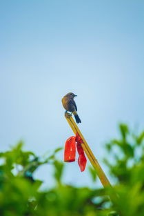 (愤怒的小鸟2小鸟解锁攻略大全)愤怒的小鸟2小鸟解锁攻略，全方位解析与常见问题解答