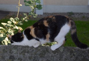 (开心猫舍猫图鉴)揭秘开心猫舍小雨君，猫界网红背后的故事与启示